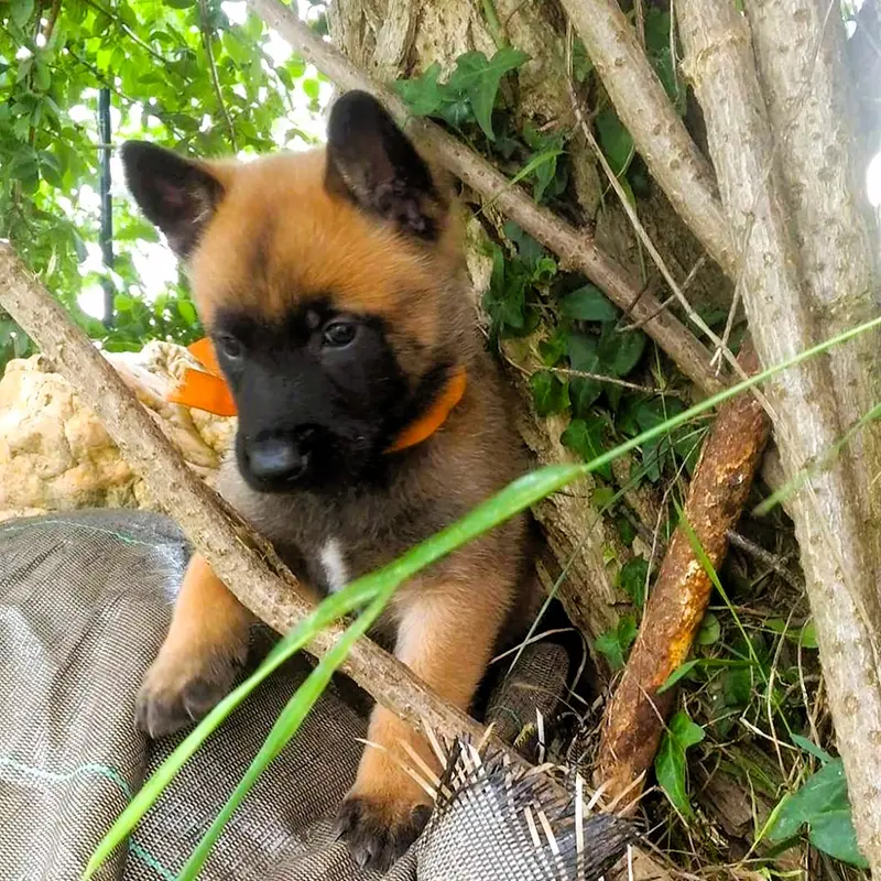 élevage